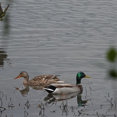 Mallard pair at Beaverton Creek Wetlands, Spring 2023.