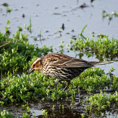 Female Red-Winged Blackbird, at Ridgefield NWR, Spring 2023.
