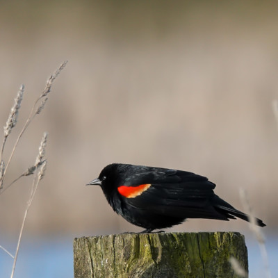Red-Winged Blackbird, at Ridgefield NWR, Spring 2023.