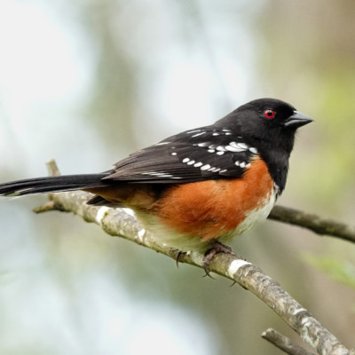 A Spotted Towhee, at Camassia Nature Preserve, Spring 2023