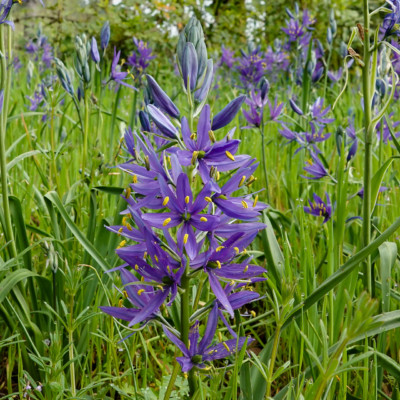 Camas Lillies, Camassia Nature Preserve, Spring 2023.