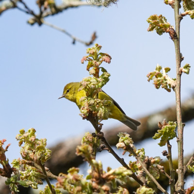 Orange-crowned Warbler, Camassia Nature Preserve, Spring 2023.