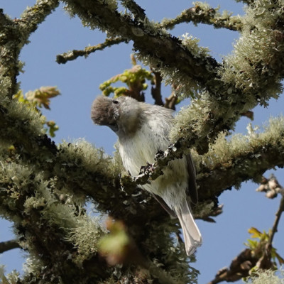 Can't tell what this is from this angle. Maybe a Peewee? Looks like it was trying to figure out what I was too. Camassia, Spring 2023.