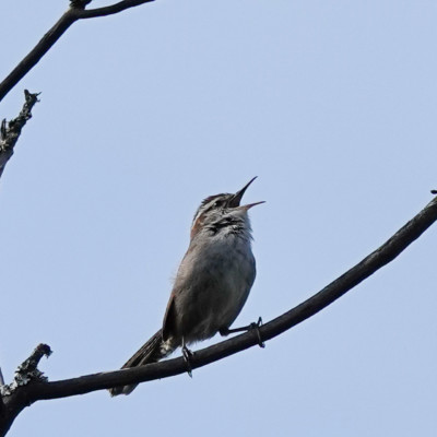 Wren (Bewick's?), Camassia Nature Preserve, Spring 2023.