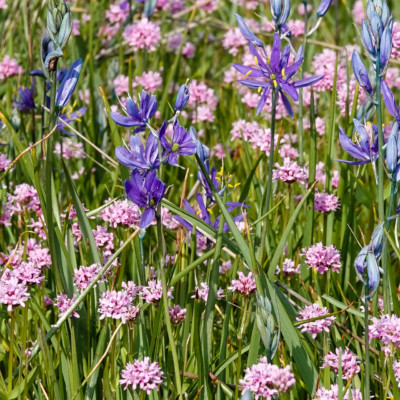 Camas Lillies and Rosy Plectritis, Camassia Nature Preserve, Spring 2023.