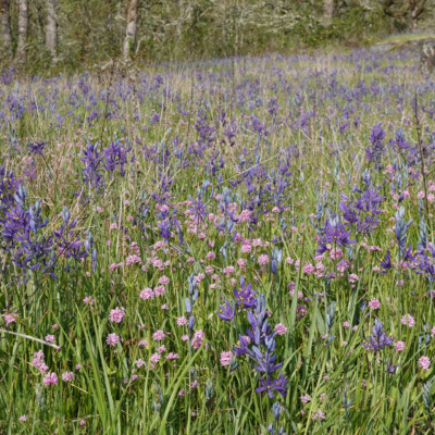 Camas Lillies and other wildflowers, Camassia Nature Preserve, Spring 2023.