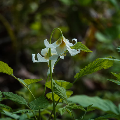 Fawn Lily, Camassia Nature Preserve, Spring 2023.