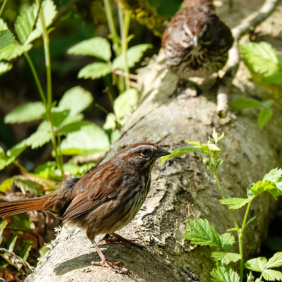 Song Sparrow, Camassia Nature Preserve, Spring 2023.