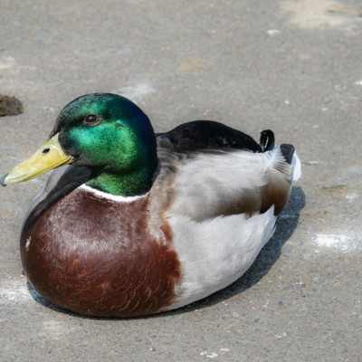 Mallard, Clackamette Park, Spring 2023.