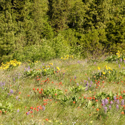 Balsamroot, Lupine, Indian Paintbrush, on the Memaloose Overlook trail, Spring 2023.