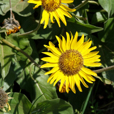 Balsamroot on the Memaloose Overlook trail, Spring 2023.