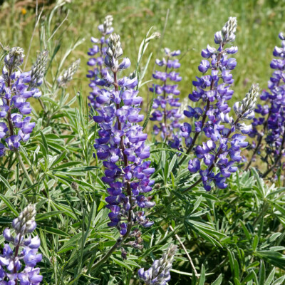 Lupine, on the Memaloose Overlook trail, Spring 2023.