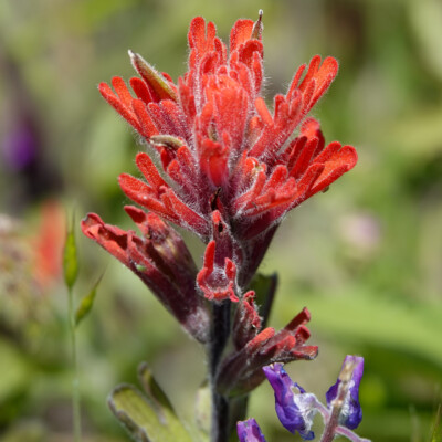 Indian Paintbrush on the Memaloose Overlook trail, Spring 2023.