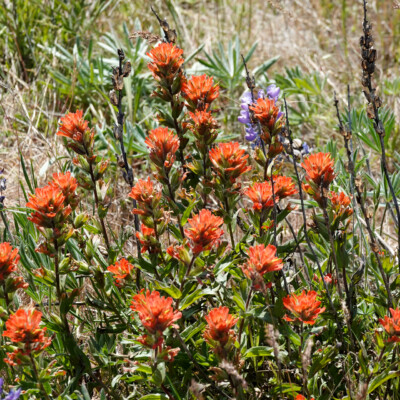 Indian Paintbrush and Lupine on the Memaloose Overlook trail, Spring 2023.