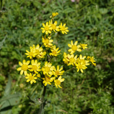 Wildflowers on the Memaloose Overlook trail, Spring 2023.