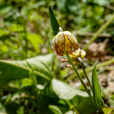 Wildflowers on the Memaloose Overlook trail, Spring 2023.