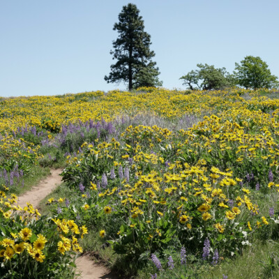 Balsamroot and Lupine, on the Memaloose Overlook trail, Spring 2023.