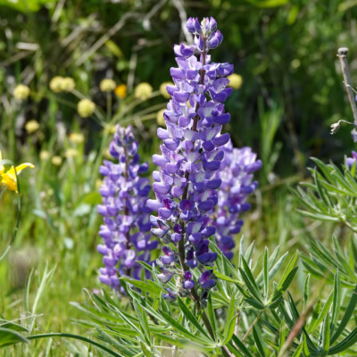 Lupine, on the Memaloose Overlook trail, Spring 2023.