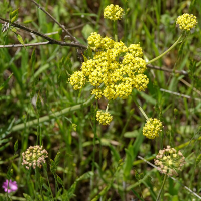 Wildflowers on the Memaloose Overlook trail, Spring 2023.