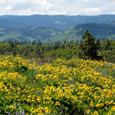 Balsamroot and Lupine, with Mt. Hood in the background, on the Memaloose Overlook trail, Spring 2023.