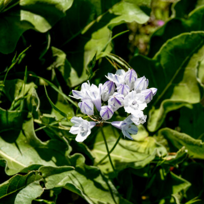 Wildflowers on the Memaloose Overlook trail, Spring 2023.