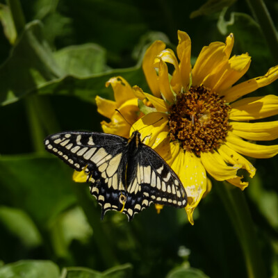 Swallowtail on the Memaloose Overlook trail, Spring 2023.