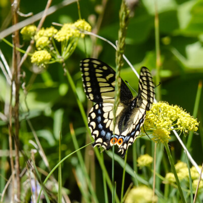 Swallowtail on the Memaloose Overlook trail, Spring 2023.