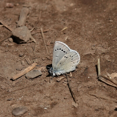 Azure butterfly, on the Memaloose Overlook trail, Spring 2023.