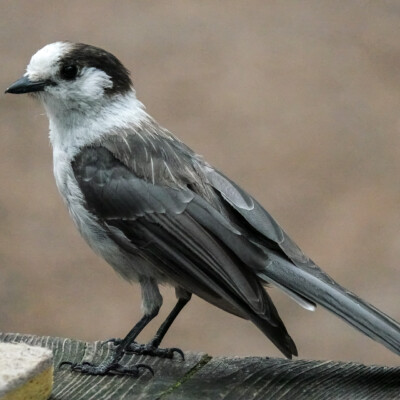 A Canada Jay at Seaquest State Park in Washington, Summer 2023.