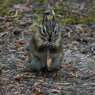 A Squirrel at Seaquest State Park in Washington, Summer 2023.