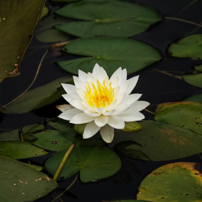 A Water Lily at Seaquest State Park in Washington, Summer 2023.