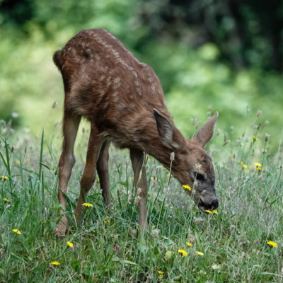 A Deer at Ridgefield National Wildlife Refuge, Summer, 2023.