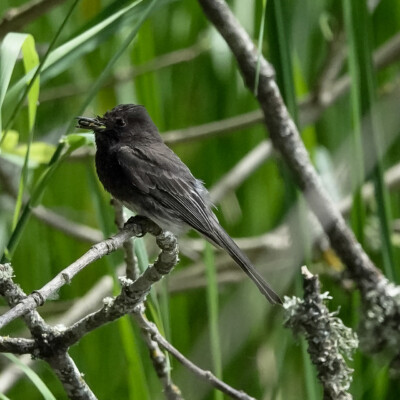 A Black Phoebe at Ridgefield National Wildlife Refuge, Summer, 2023.