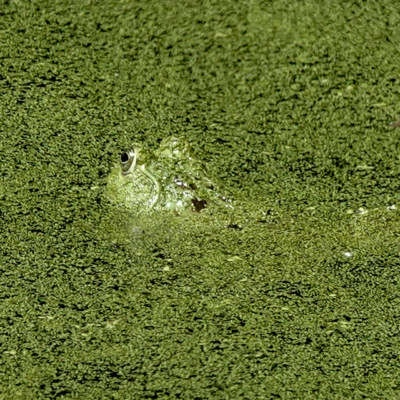 A well hidden frog at Ridgefield National Wildlife Refuge, Summer, 2023.