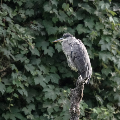 Heron, Whitaker Pond, Summer 2023