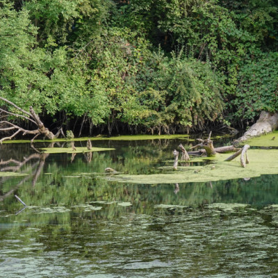 Whitaker Pond, Summer 2023 Whitaker Pond, Summer 2023