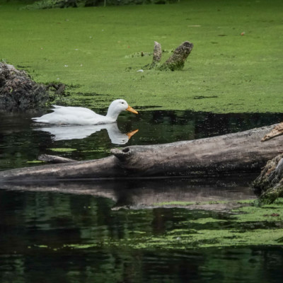 Duck, probably domestic breed (Pekin?), Whitaker Pond, Summer 2023