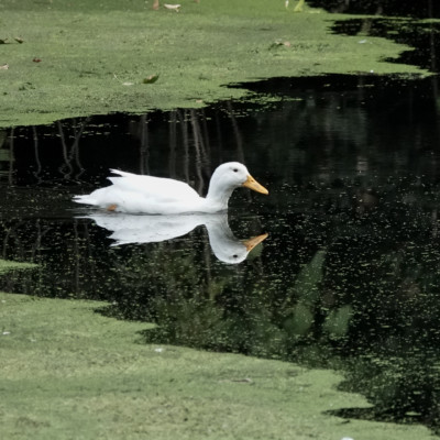 Duck, probably domestic breed (Pekin?), Whitaker Pond, Summer 2023