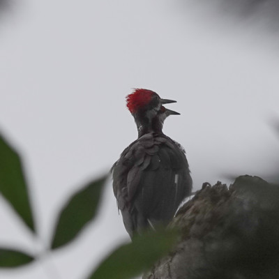 Piliated Woodpecker, Whitaker Pond, Summer 2023