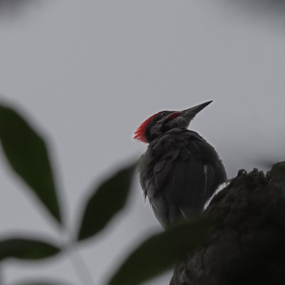 Piliated Woodpecker, Whitaker Pond, Summer 2023