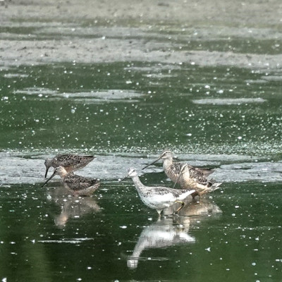 Long-billed Dowitcher, Vanport Wetlands, Summer 2023