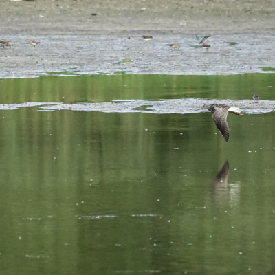 Long-billed Dowitcher, Vanport Wetlands, Summer 2023
