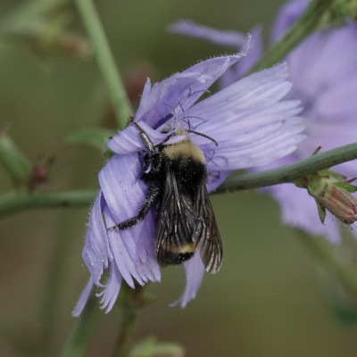 Bee, Vanport Wetlands, Summer 2023