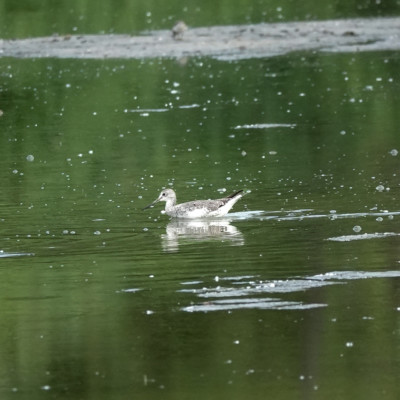 Long-billed Dowitcher, Vanport Wetlands, Summer 2023