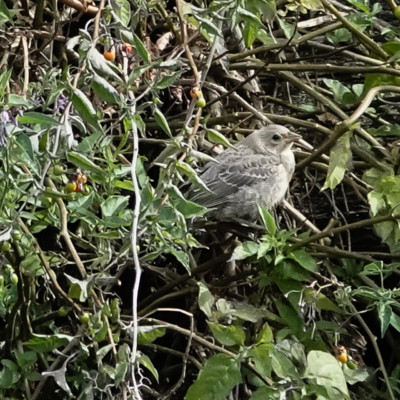 Sparrow, Vanport Wetlands, Summer 2023
