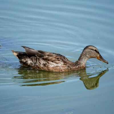 Gadwall, Vanport Wetlands, Summer 2023