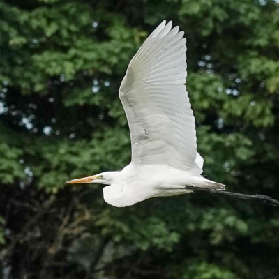 Egret, Vanport Wetlands, Summer 2023