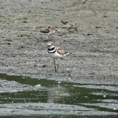 Killdeer, Vanport Wetlands, Summer 2023