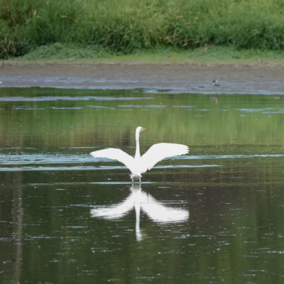 Egret, Vanport Wetlands, Summer 2023