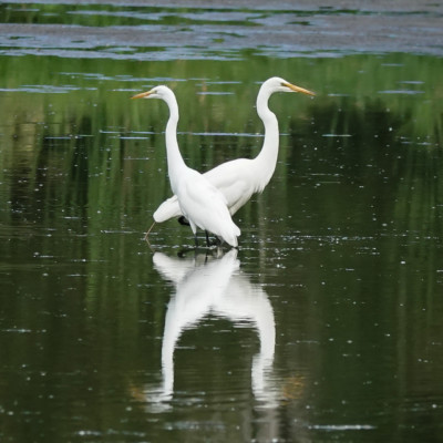 Egrets, Vanport Wetlands, Summer 2023
